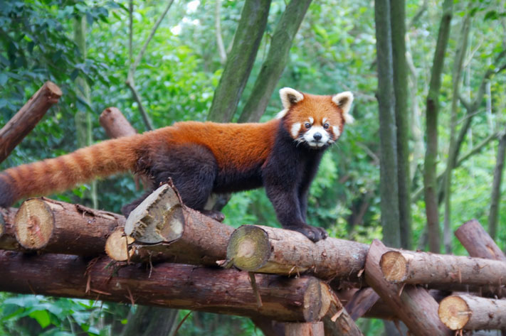 China-Eco-Tours-Wildlife-3-Lesser-Panda-in-Sichuan